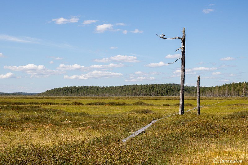 Patvinsuo, lintu