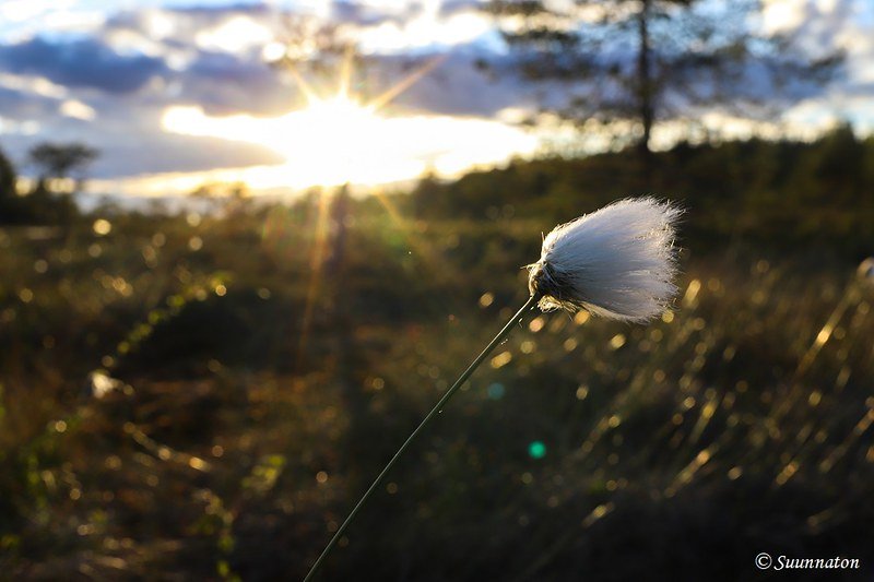 Torronsuon kansallispuisto, tupasvilla ja aurinko