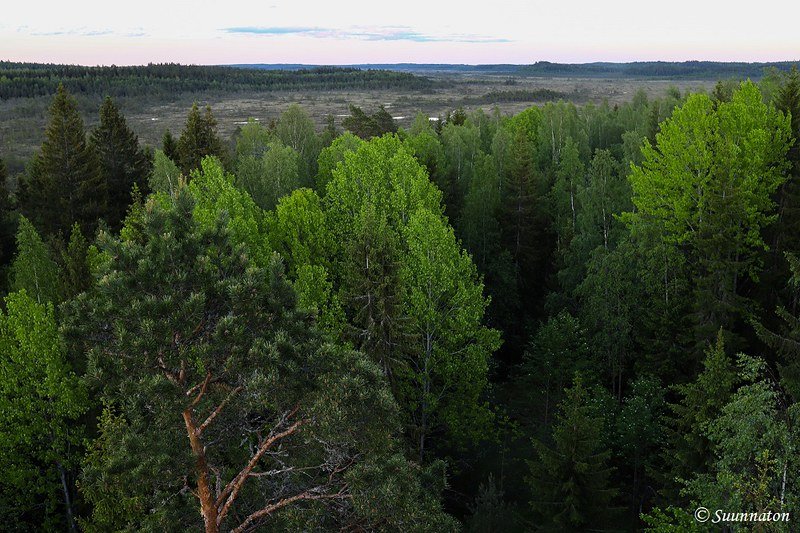 Torronsuon kansallispuisto, maisema näkötornista