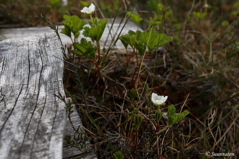 Torronsuon kansallispuisto, lakka