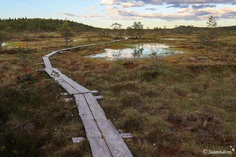 Torronsuon kansallispuisto, maisema