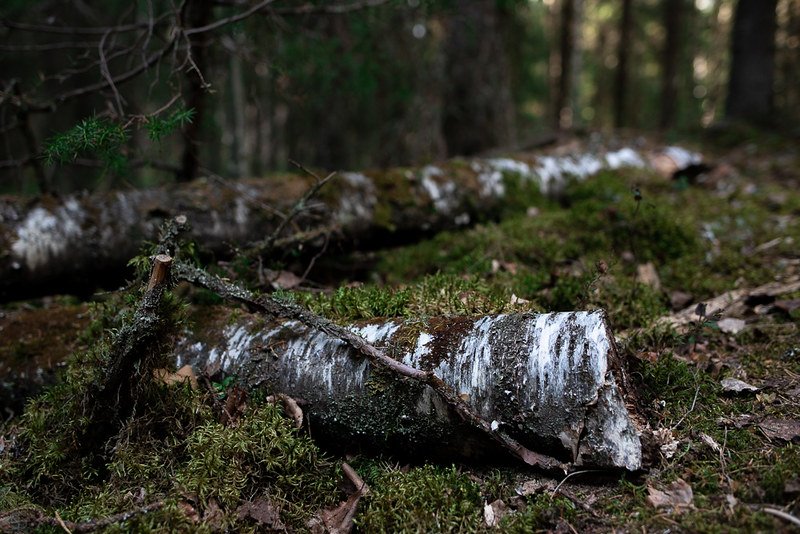 Komion luonnonsuojelualue