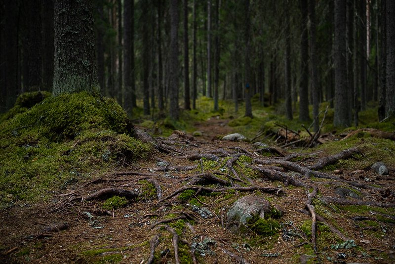 Liesjärven kansallispuisto